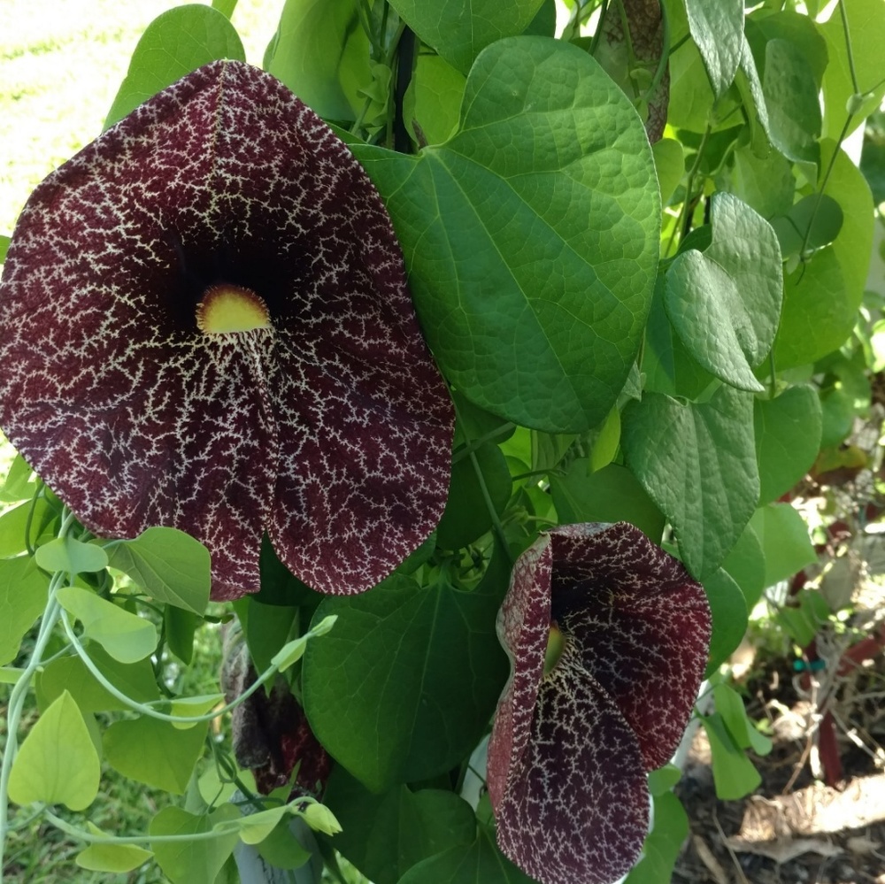 Dutchman's Pipevine Seeds - Butterfly Host Plant - Picture 3 of 8